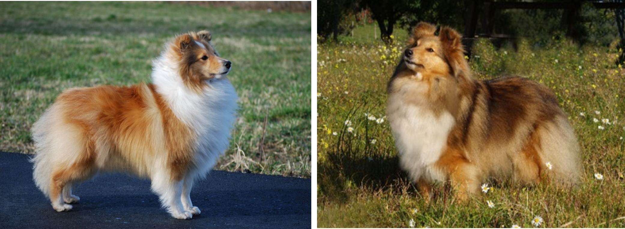 Sobel shetland hot sale sheepdog